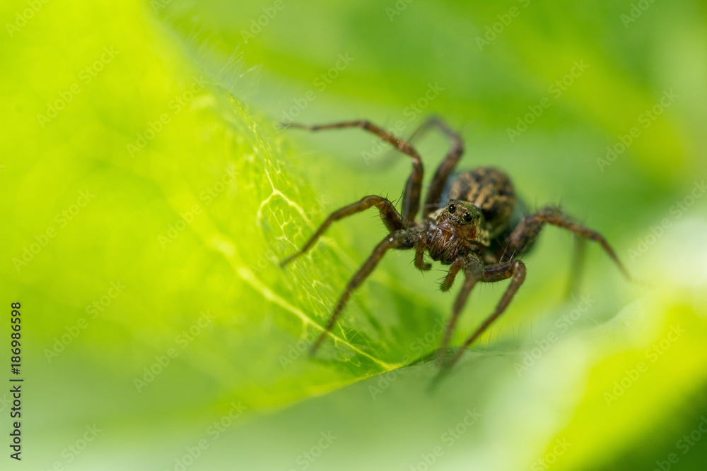 Макромир. Паук и сосед улитка в домике. Дикая природа. Насекомые и цветы. Macrocosm. A spider and the neighbor a snail in a lodge. Wild nature. Insects and flowers
