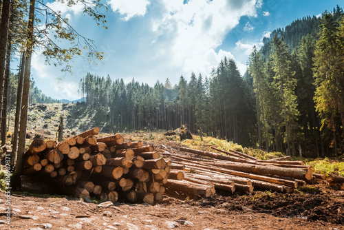 Log stacks along the forest road Poster Mural XXL