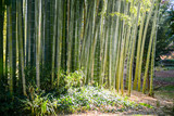 Fototapeta Sypialnia - green bamboo nature exotic tropical rain forest background in asian country