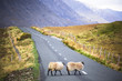 © Westend61 - Ireland, Sheep on a country road in Connemara