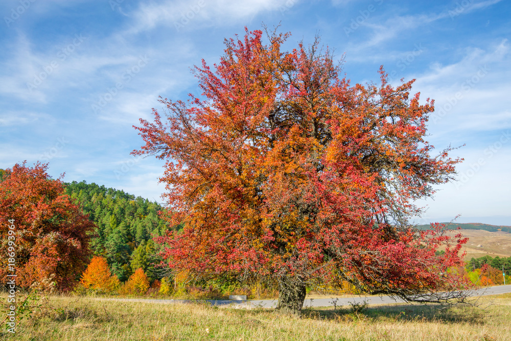 Tree with completely red leaves against an orange and evergreen tree ...