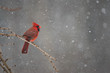 Red cardinal on a winter day during a snow storm