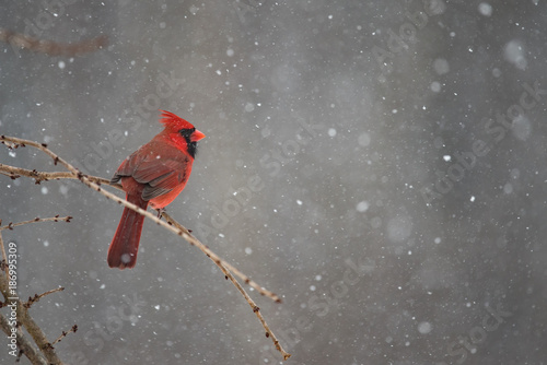 Cuadros en Lienzo Red cardinal on a winter day during a snow storm