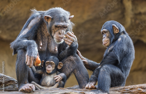 Fotografía Close up of a Chimpanzee-family (mother and her two kids)