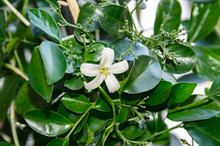 White Flowers Of Murraya Paniculata, Jasminul Portocal  (Murraya Exotica, Chalcas Paniculata Sau Chalcas Exotica), Green Bush Close Up