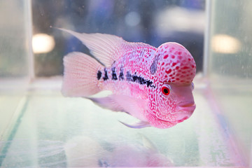 Flowerhorn Cichlid fish