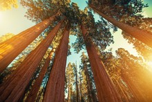 Giant Sequoias Redwood