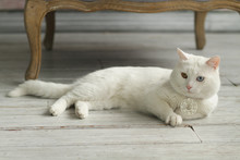 White Cat With Different Eye Color . Rare Breed Of Cats Khao Manee . White Cat Plays .