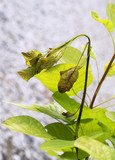 Fototapeta  - wilt disease / Verticillium on the smoketree  -  Cotinus 