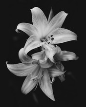 Lily Flowers In Bloom Isolated Over Black Background