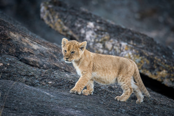 Sticker - Lion cub on a rock