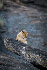 Poster - Lion cub on a rock