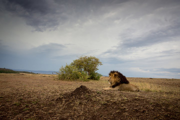 Wall Mural - Male african lion