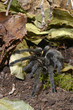 Schwarze Uruguay-Vogelspinne (Grammostola pulchra) - tarantula