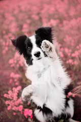 Wall Mural - Border Collie at flower field