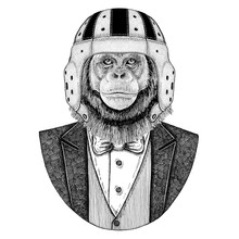 Chimpanzee, Monkey Elegant Rugby Player. Old School Vintage Rugby Helmet. American Football. Vintage Style Illustration For Tattoo, Emblem, Badge, Logo, Patch, T-shirt