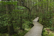© Raymond Forbes LLC/Stocksy - Boardwalk through White Cedar Swamp