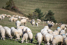 Between Sheeps