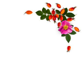 Fresh red fruits and pink flower dog rose, briar (Rosa rubiginosa, rose hips) with leaves on a white background. Top view, flat lay.