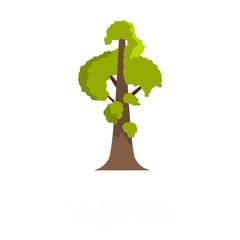 Poster - Sequoia icon. Flat illustration of sequoia vector icon isolated on white background