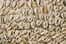 Conch Shell Wall