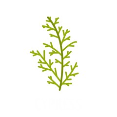 Poster - Cypress leaf icon. Flat illustration of cypress leaf vector icon isolated on white background