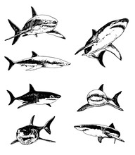 Graphical Set Of Sharks Isolated On White Background,vector Illustration