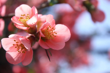 Wall Mural - Pink flowers of a blooming tree.