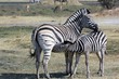 Zebra Moremi Nature Reserve Botswana