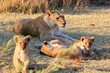 Löwenbabys Moremi Nature Reserve Botswana