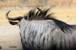 Gnu Moremi Nature Reserve Botswana