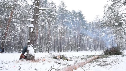 Wall Mural - Lumberjack cutting tree in snow winter forest. Logging