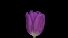 Time-lapse Of Opening Purple Tulip In A Vase 5b3 In RGB   ALPHA Matte Format Isolated On Black Background