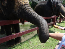 Tourists Are Given The Opportunity To Give Elephants Eat Fruits At Kuala Gandah Elephant Conservation Center, Pahang, Malaysia.