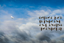  Racism concept, White and Black birds on wire 