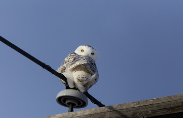 Sticker - Snowy Owl on Pole