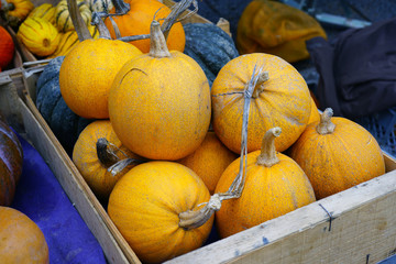 Colorful orange squash and pumpkins at a farmers market