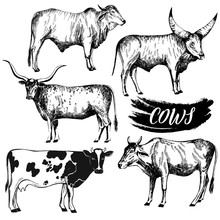 Set Of Hand Drawn Sketch Style Cattle. Vector Illustration Isolated On White Background.