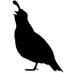 New world quail Silhouette Vector Graphics