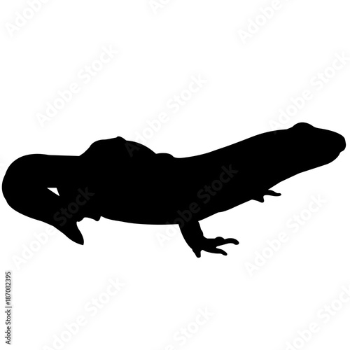 Cuadros en Lienzo Newt Silhouette Vector Graphics