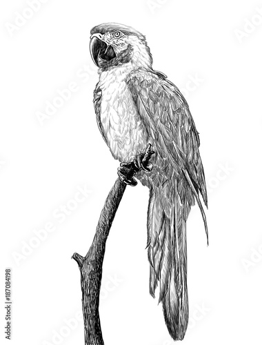 Plakat na zamówienie Czarno biały rysunek papugi