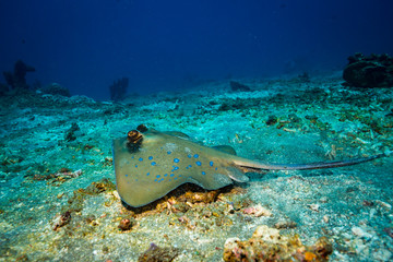 Wall Mural - Stingray