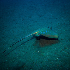 Wall Mural - Stingray