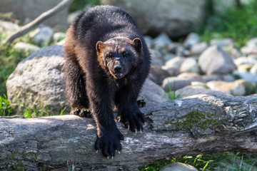 Wall Mural - Wolverine - Glouton