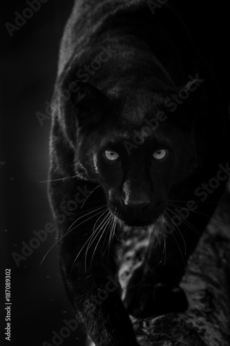 Black Panther - Panthère Noir Fotobehang