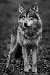 Wall Mural - Grey Wolf - Loup Gris