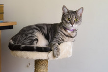 Grey Striped Cat Lying On Cat Furniture. Grey Tabby Cat With Green Eyes Rests On Cat Tree.