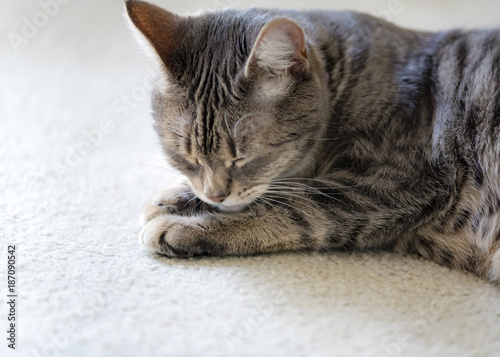 Gray Striped Cat Sleeping Grey Tabby Cat Lying On Carpet Buy