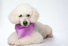 Cute Groomed White Poodle Dog