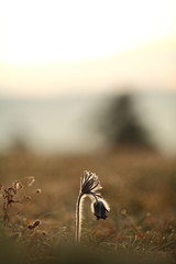 Wall Mural - Pulsatilla pratensis. They grow in sunny and bright places. For example, on rocky and grassy slopes. On meadows, steppes or in the woods. It is a thermophilic species. Wild nature. Beautiful picture. 